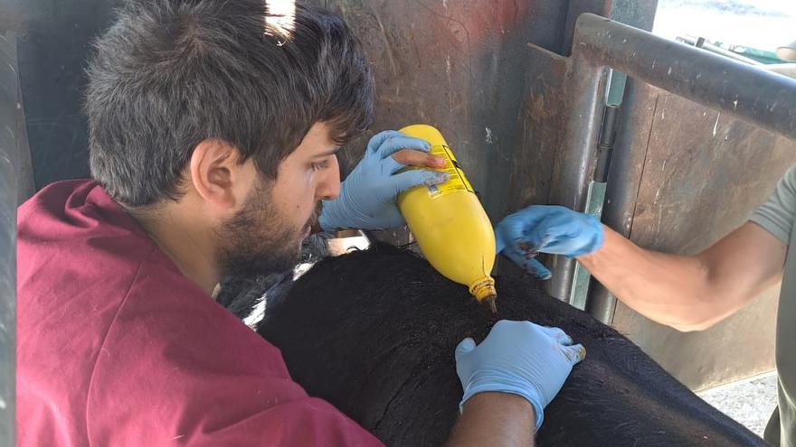 Así será la nueva vida de &quot;Caritativo&quot;, el primer toro indultado en Gijón: ya está curándose en Salamanca y le espera un lote de cuarenta vacas