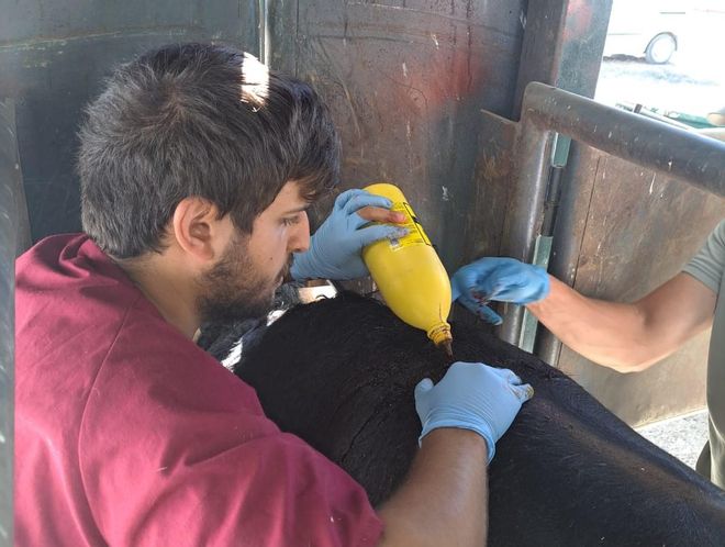 El primer toro indultado en Gijón recibe sus primeras curas (en imágenes)