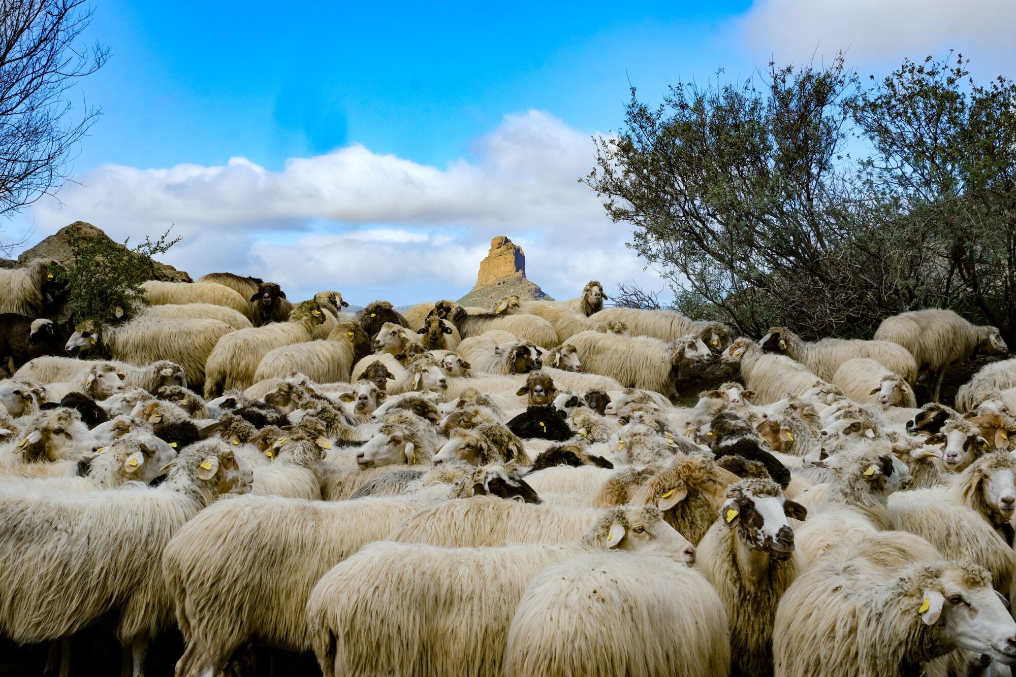 Transhumancia en Tejeda