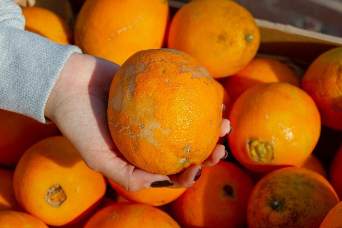 Un ejemplo del tipo de fruta con el que trabajan en TalKual.