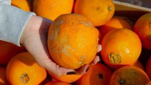 L’ús del malbaratament alimentari, Tema del Diumenge