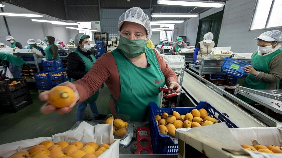 Raquel  Llinares, extrabajadora de hostelería, ha empezado a trabajar colocando fruta en Callosa d' en Sarria (Alicante).