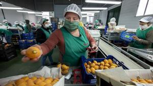 Raquel  Llinares, extrabajadora de hostelería, ha empezado a trabajar colocando fruta en Callosa d’ en Sarria (Alicante).