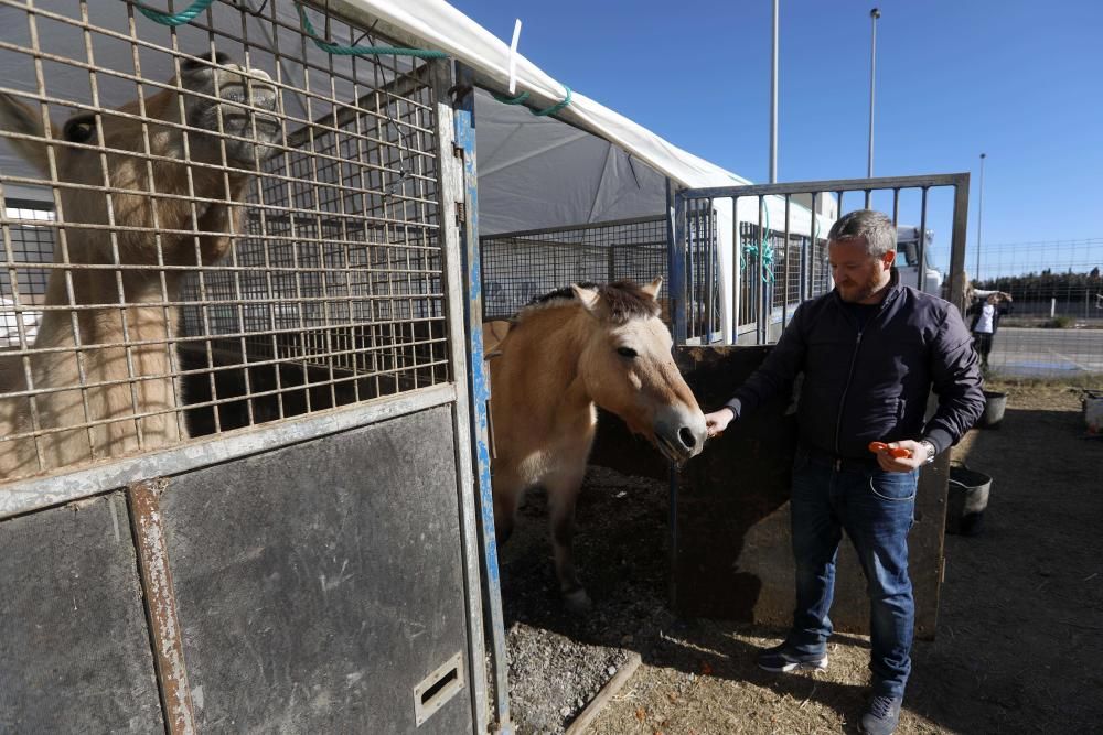 Un circo con animales en Alfafar, el único en la Comunitat