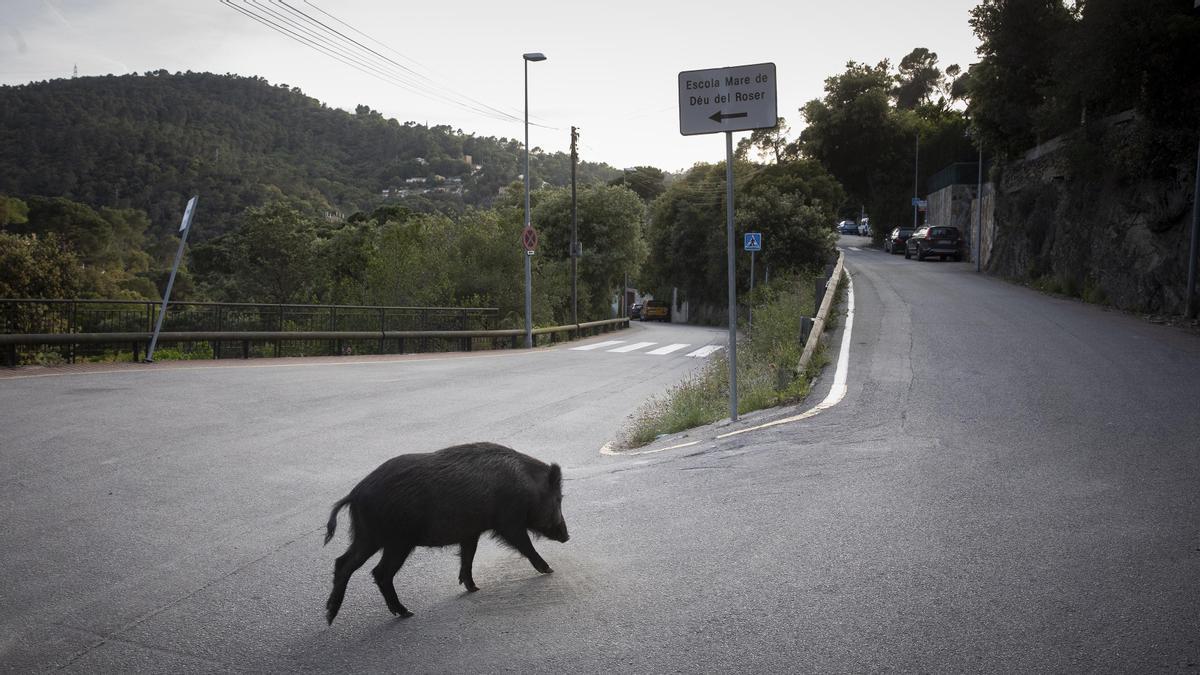 Un jabalí cruza una carretera por el barrio de El Rectoret.