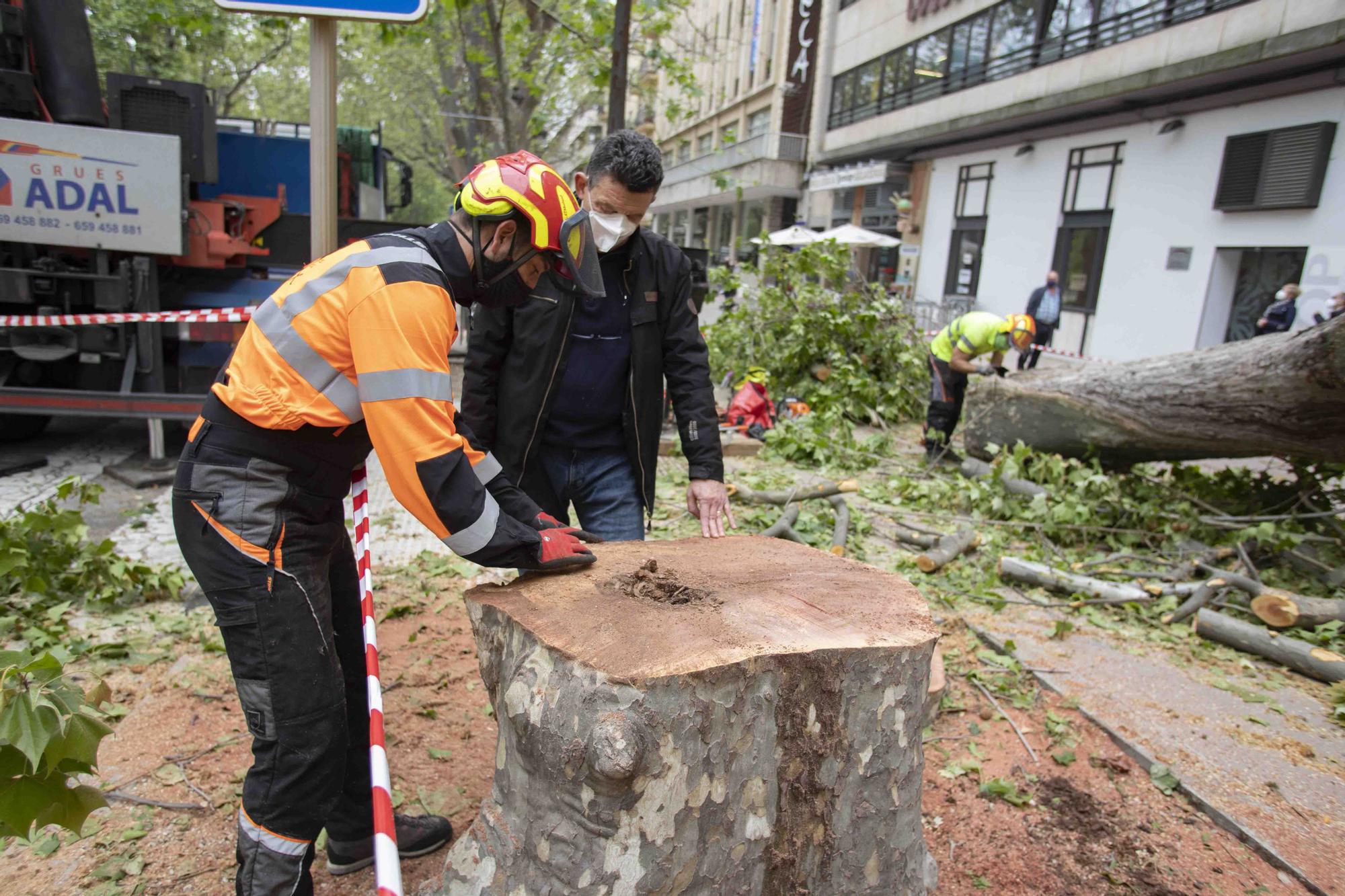 Talan cinco plataneros de grandes dimensiones en mal estado en la Albereda de Xàtiva