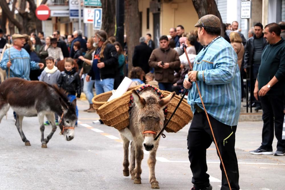 Bendición de animales en Torrent.