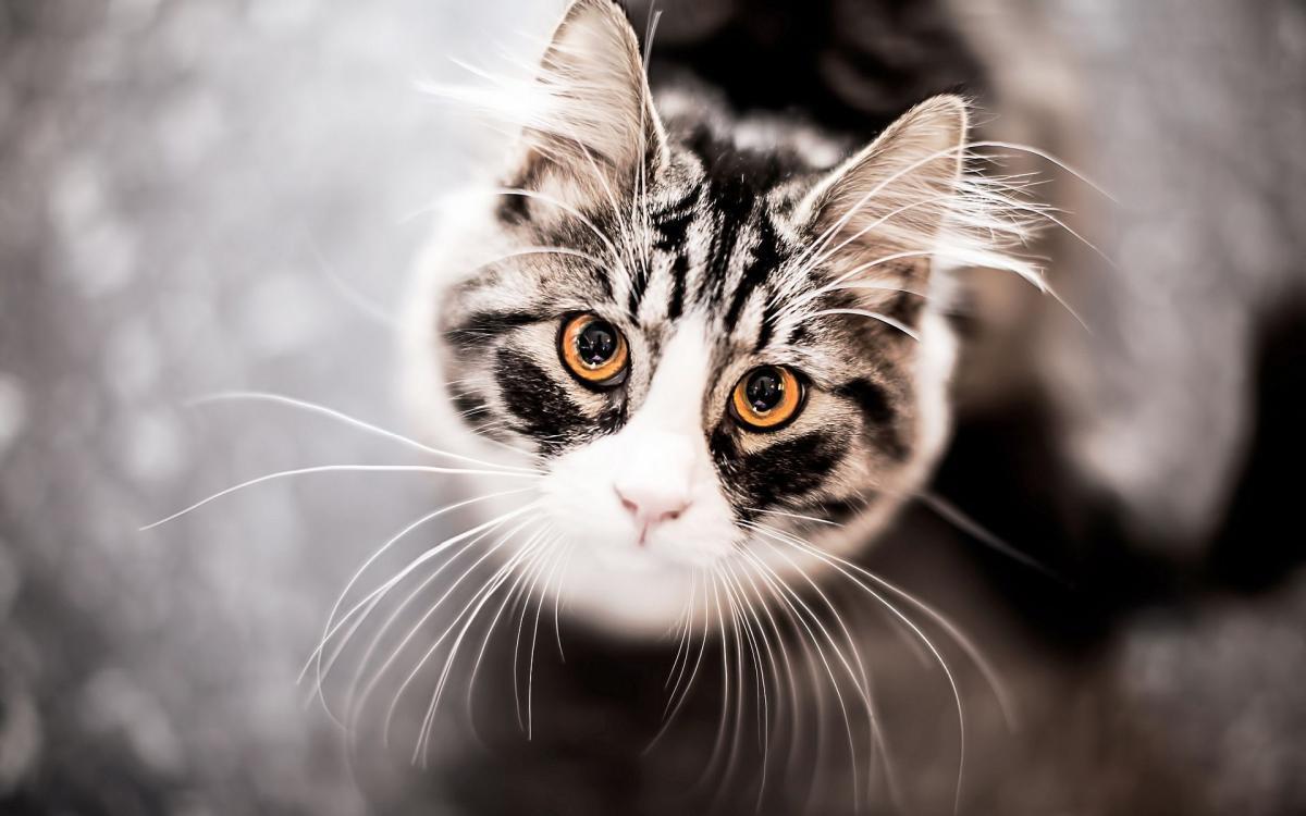 Vibrisas de los gatos: qué son y para qué sirven.