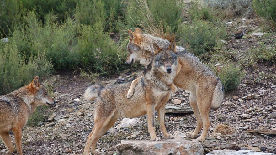 La Junta urge al Gobierno a modificar el grado de protección del lobo