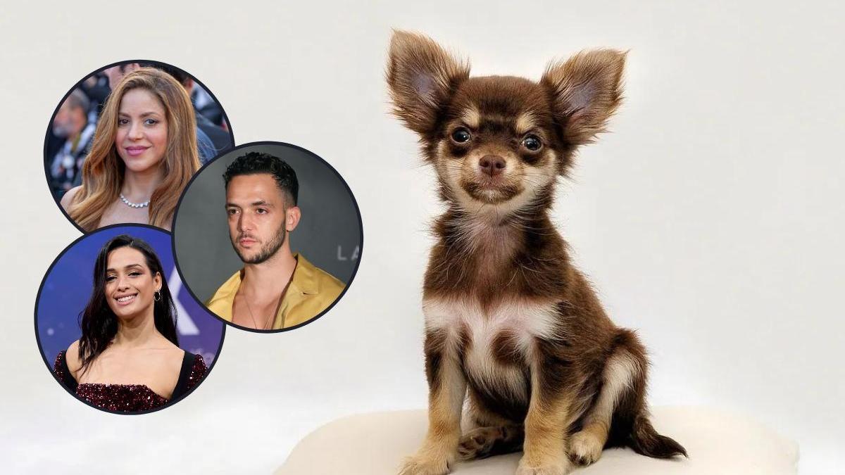 Los nombres de perros inspirados en famosos