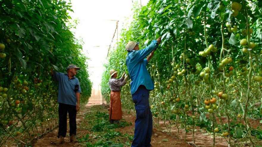 Empleados de una plantación de tomates en el sureste de Gran Canaria.