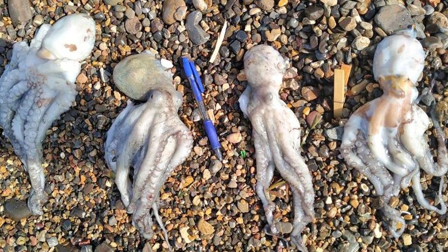 Pequeños pulpos encontrados y liberados.