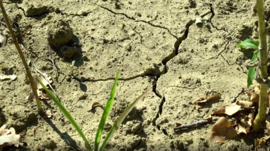 El cambio climático añadió 41 días de "calor peligroso" a 2024, según WWA