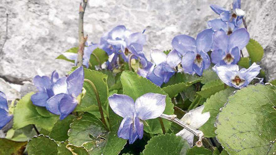 Üppige Blüte und wenig Erde: Die „Violeta jaubertiana&quot; wächst in den Spalten der Felshänge.