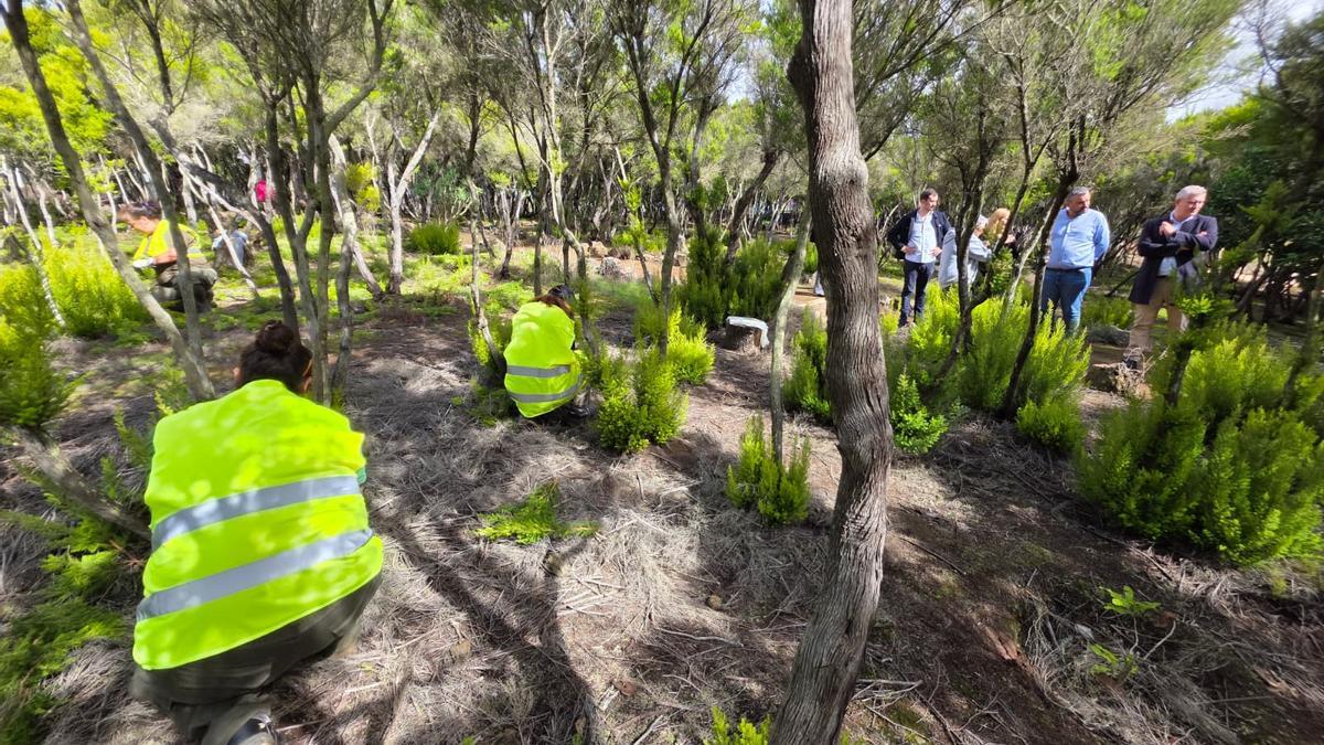 El proyecto Recuperación ambiental en la Mesa Mota y en las Laderas de San Roque 2025 moviliza a 72 trabajadores.