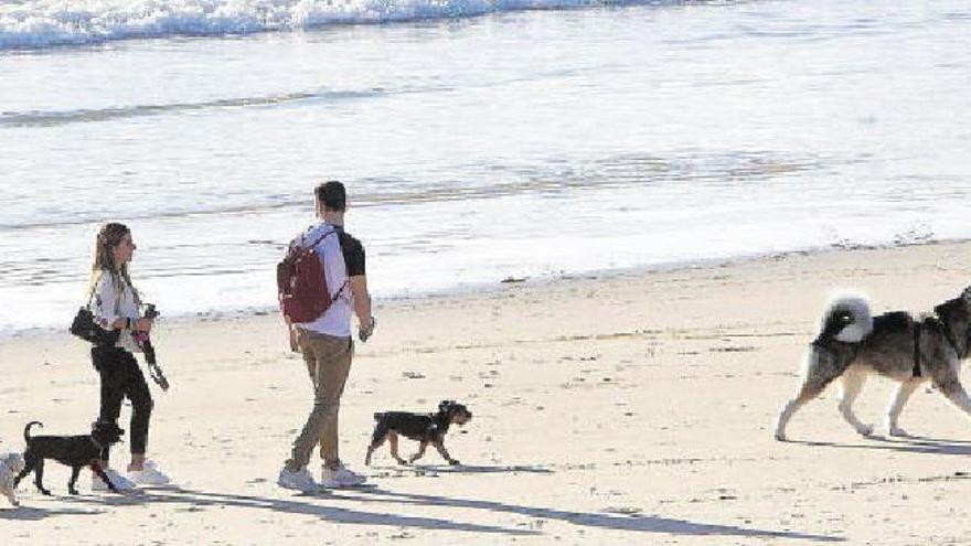 Benicàssim dejará entrar a los perros en sus playas 4 meses