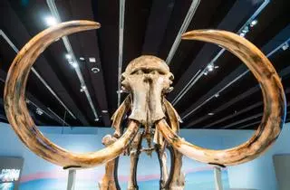 Kleine Ausstellung, großes Exponat: Wie Spaniens einziges komplettes Mammut-Skelett nach Mallorca kam