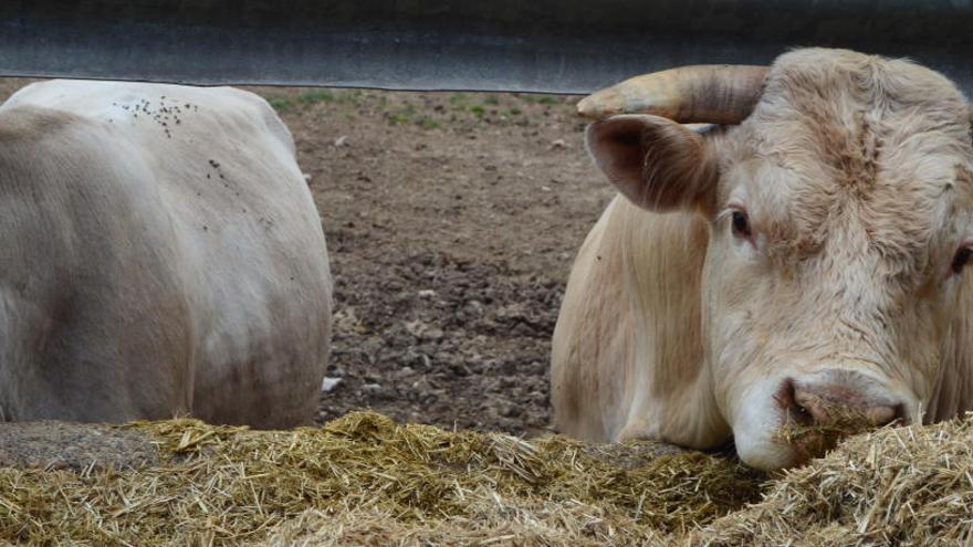 Als 90, la malaltia de les &#039;vaques boges&#039; va afectar prop de 200.000 animals al Regne Unit