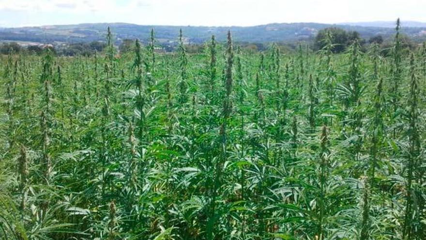 Planta industrial de cannabis en Goiás
