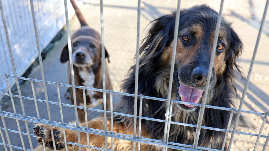 El PP, “preocupado” por la privatización de la protectora de animales de A Madroa