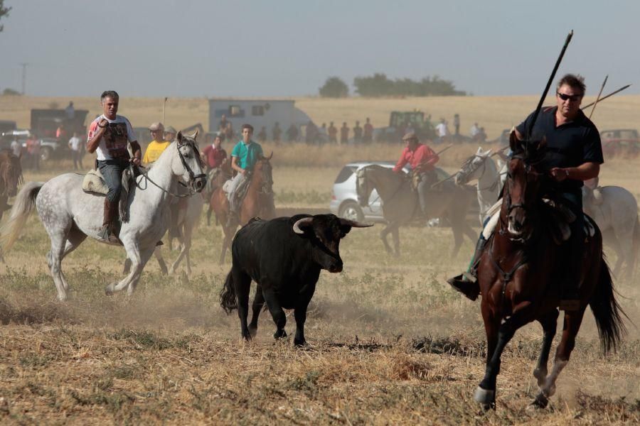 Fiestas en Zamora: Encierro en El Pego