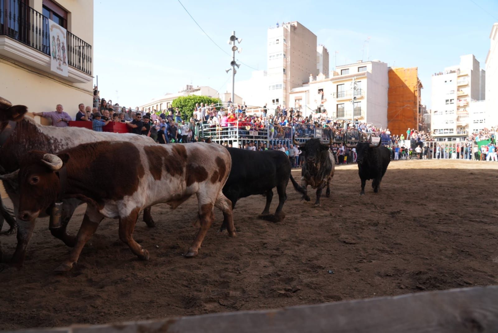 Las mejores imágenes del encierro de  Couto de Fornilhos y Santa Teresa en Onda