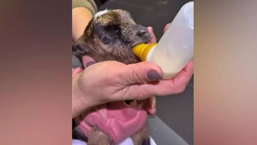 Deja a una cría de cabra casi sin vida en La Isla de Tali: el refugio le salva la vida y la dueña del animal les denuncia por robo