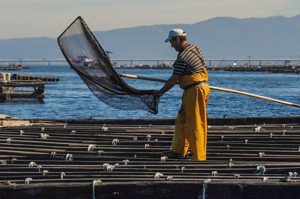 El pulpo, esquivo en Arousa