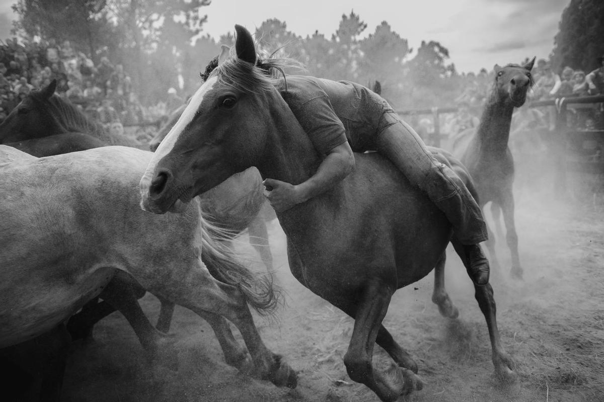 Un momento da Rapa das Bestas.