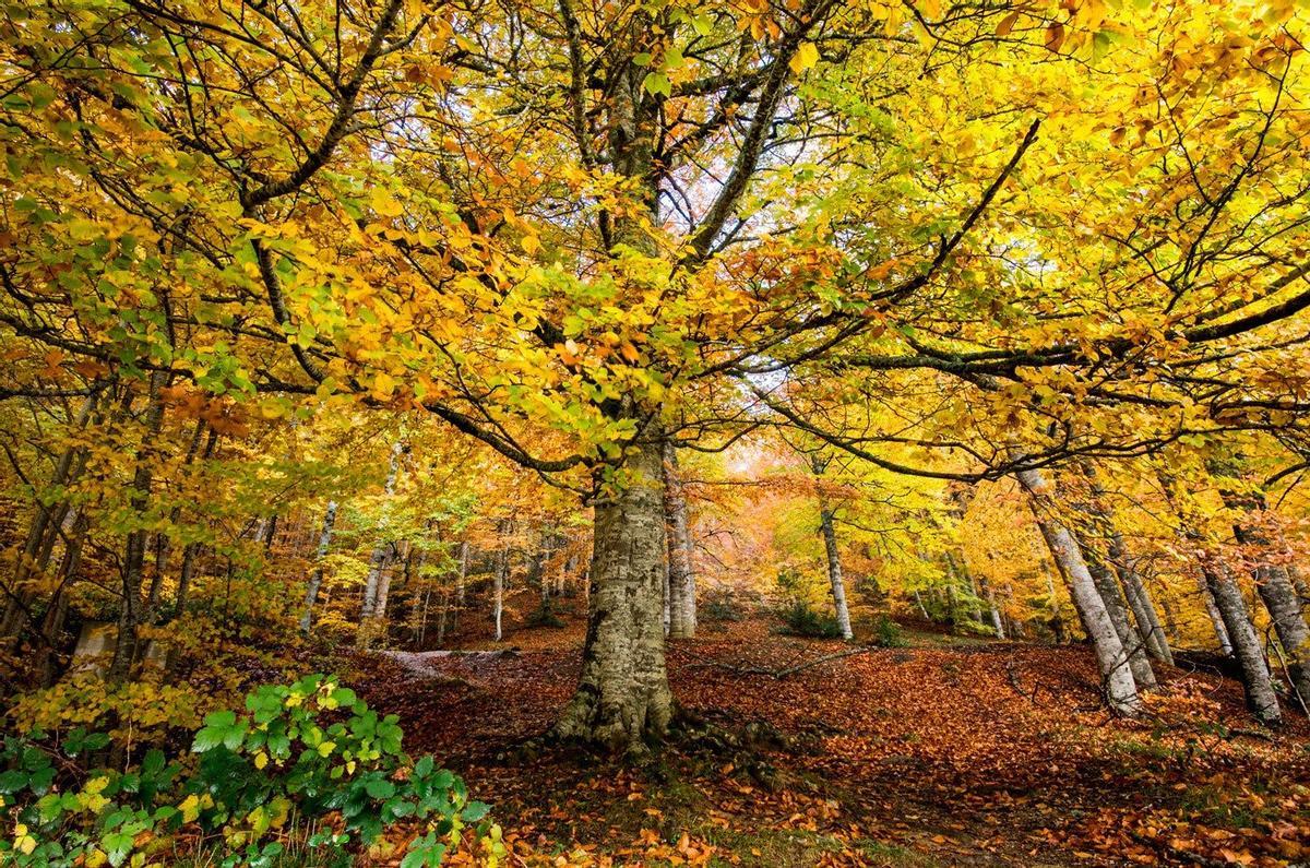 Selva de Irati, Navarra