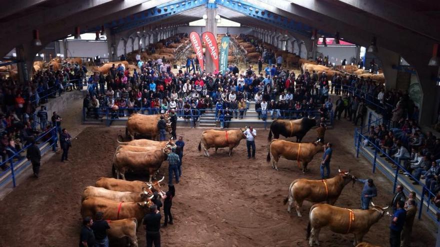 Vista general del Concurso subasta nacional de asturiana de los valles celebrado el pasado año.