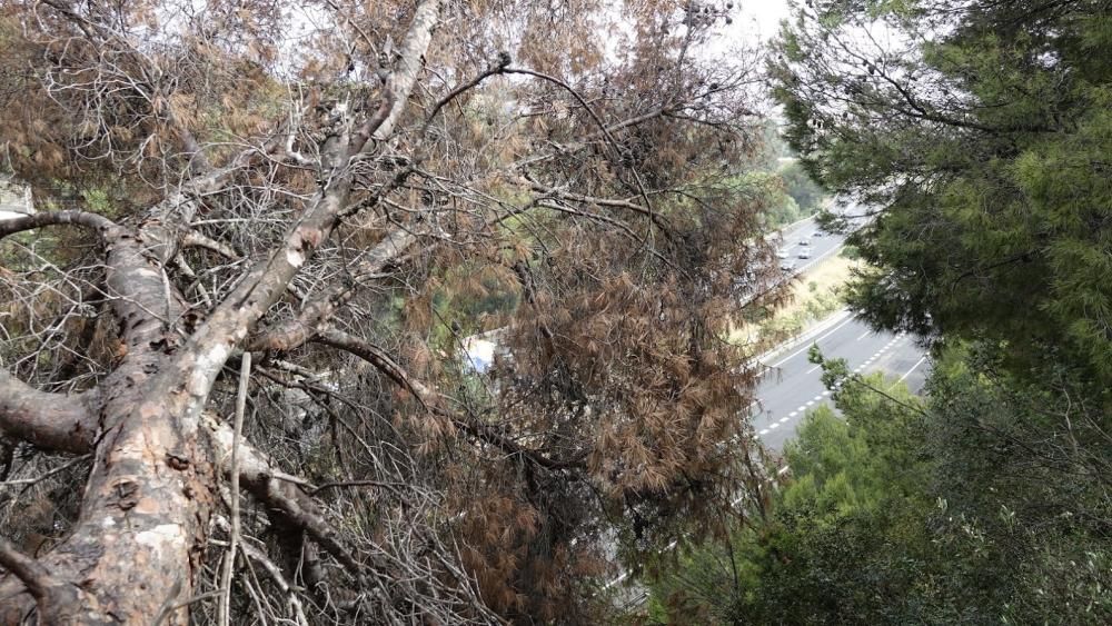 Un pino pone en peligro la seguridad de la autopista Palma-Andratx