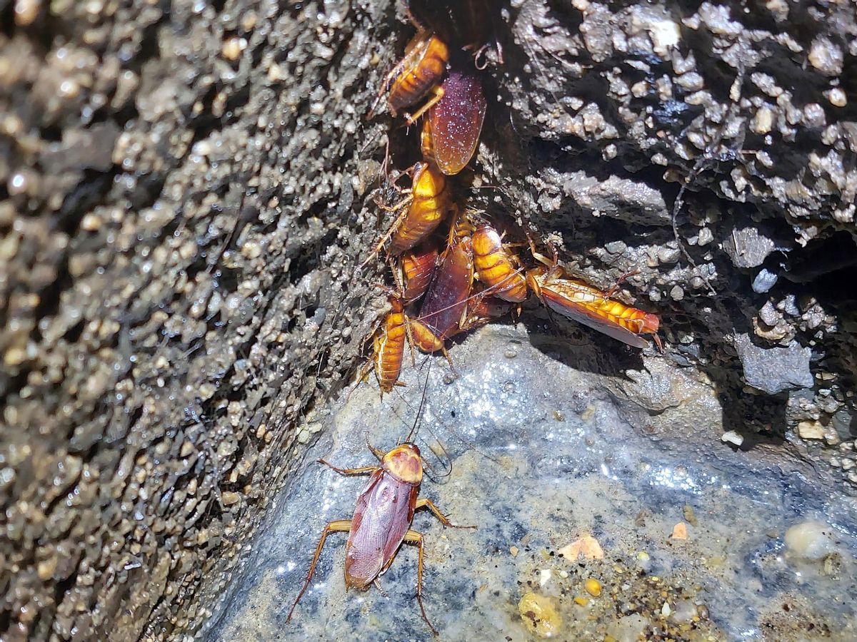 Ejemplares de cucaracha americana.