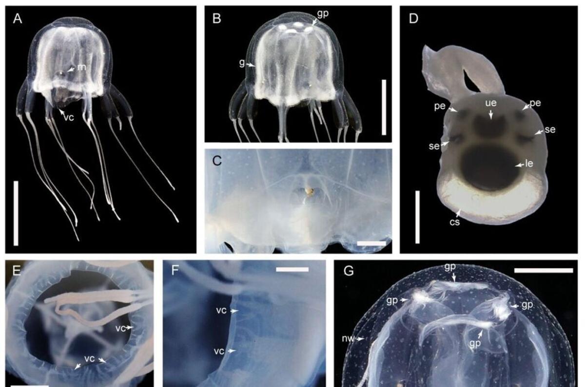 La nueva especie de medusa con 24 ojos