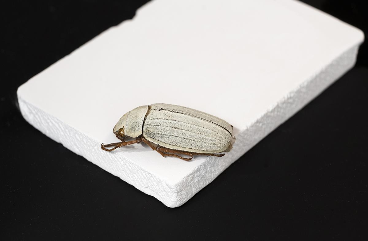 Se ha imitado el recubrimiento natural de una especie de escarabajo