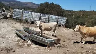 Situación límite por la sequía: Ganaderos de Castellón sacrifican animales al no poder hacer frente a los costes