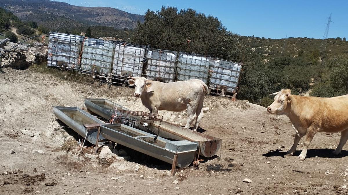 La falta de agua por la sequía obliga a los ganaderos a sacrificar animales.