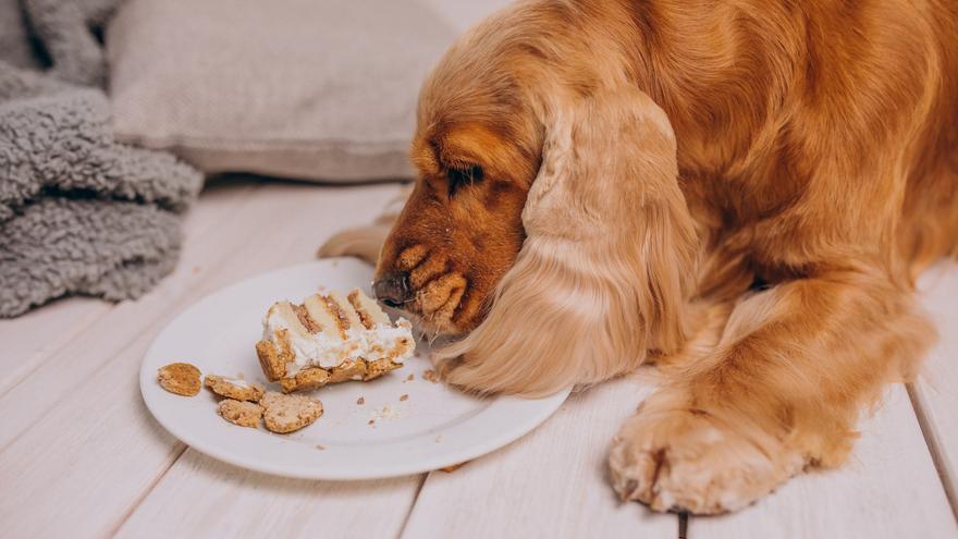 Los alimentos que no debes dar a tu perro o gato por ser peligrosos para su salud
