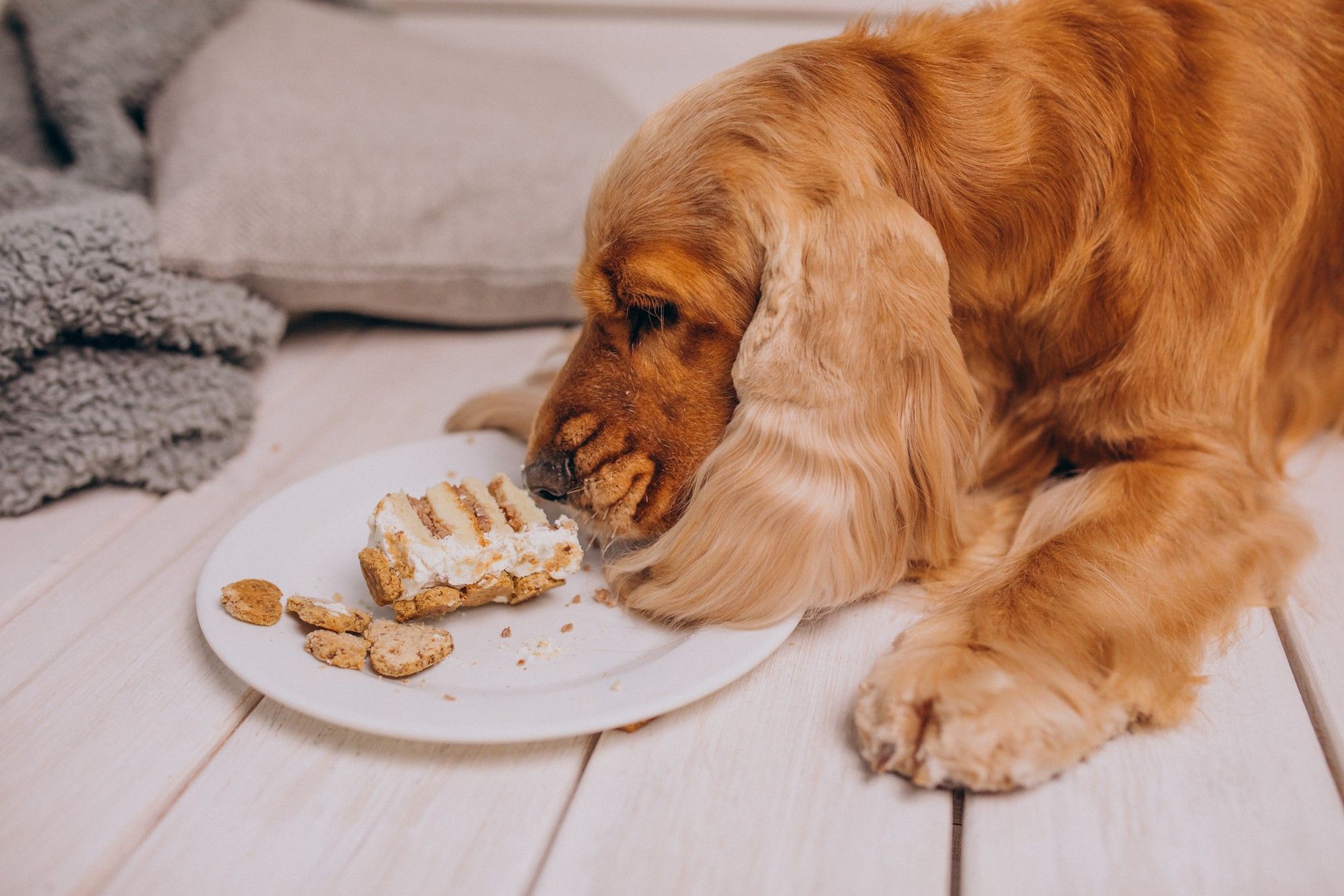 el aguacate es bueno para un perro