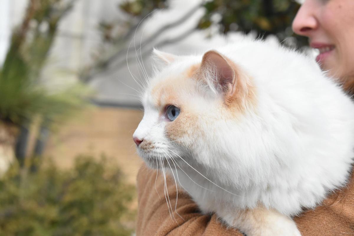 Fotogalería | Así ha sido la celebración de San Antón en el colegio San Antonio de Cáceres