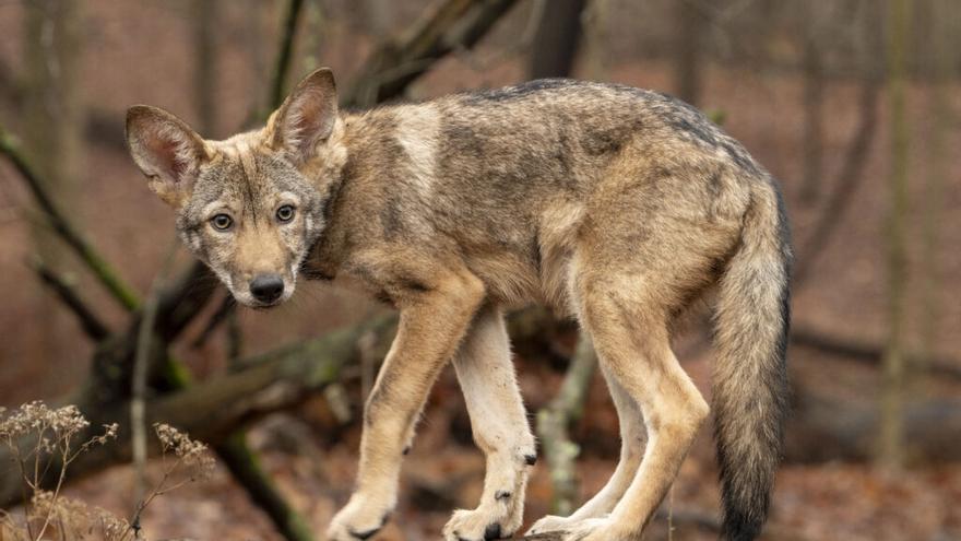 Anuncian el nacimiento del primer clon de &quot;lobo rojo fantasma&quot; para &quot;aumentar la diversidad genética&quot; de la especie