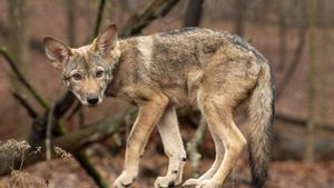 Neka Kayda, el ejemplar de lobo rojo fantasma clonado por Colossal Biosciences.