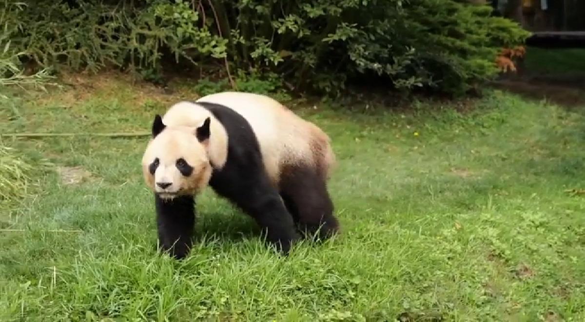 El primer oso panda nacido en Francia viaja a China