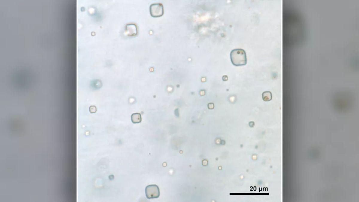 Microorganismos en cristales de sal.