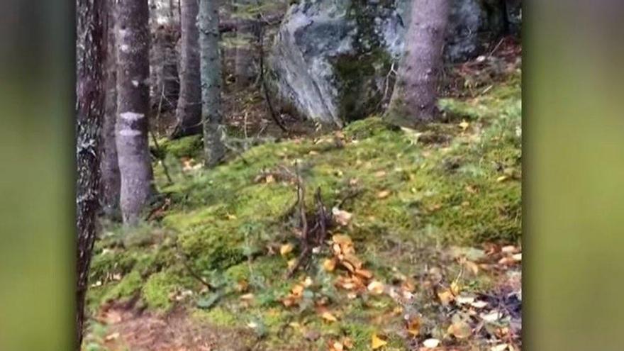 Un efecto óptico causado por fuertes vientos simula la respiración en un bosque de Quebec