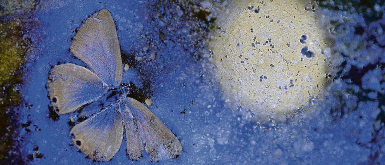 &quot;El último vuelo&quot;
Andrés Miguel Domínguez Romero, de  España, es el autor de &quot;El último vuelo&quot;. Así hizo la foto: &quot;Una mañana de septiembre, en pleno parque natural de Los Alcornocales, yacían varias mariposas muertas sobre una capa bacteriana, posiblemente ´Lepthotrix discophora´. Un reflejo parecido al de la luna me hizo decantarme por esta pequeña de alas azuladas que, junto a una temperatura de color baja y en sombra, hizo que potenciara esos azules&quot;.