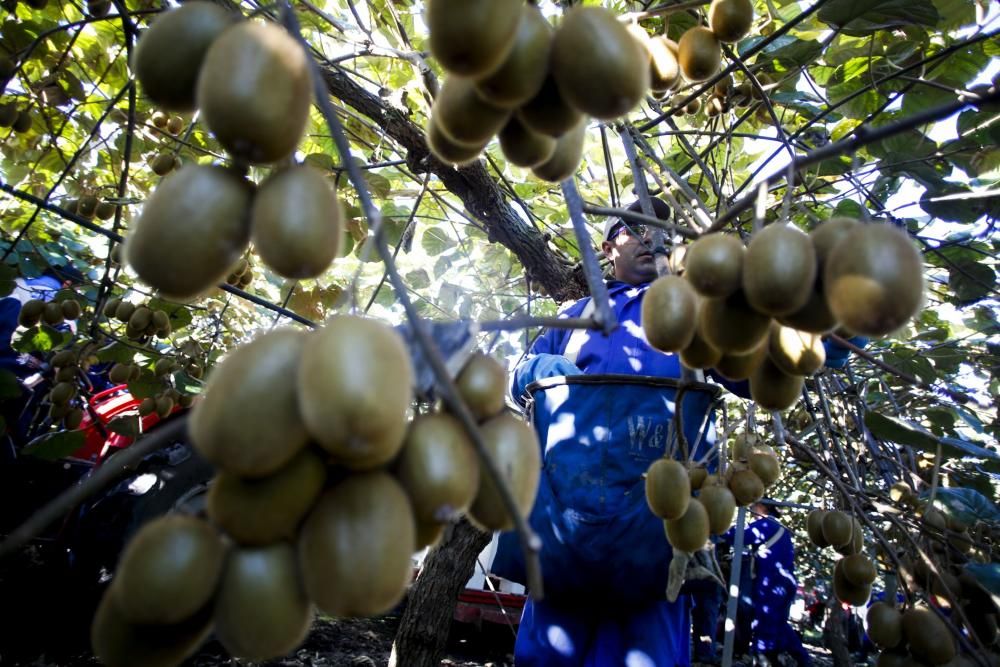 La recogida del kiwi en Pravia