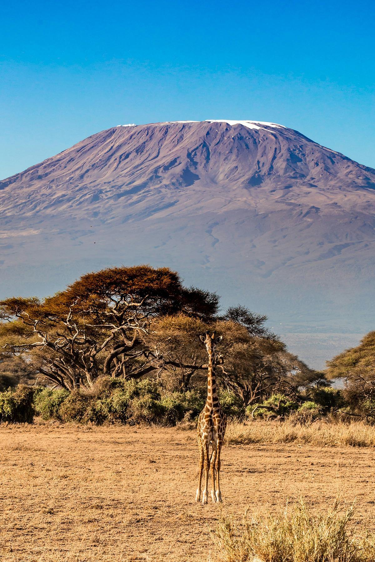 La silueta del Kilimanjaro acompaña algunos de los safaris más fotogénicos de Kenia, especialmente en la zona de Amboseli.