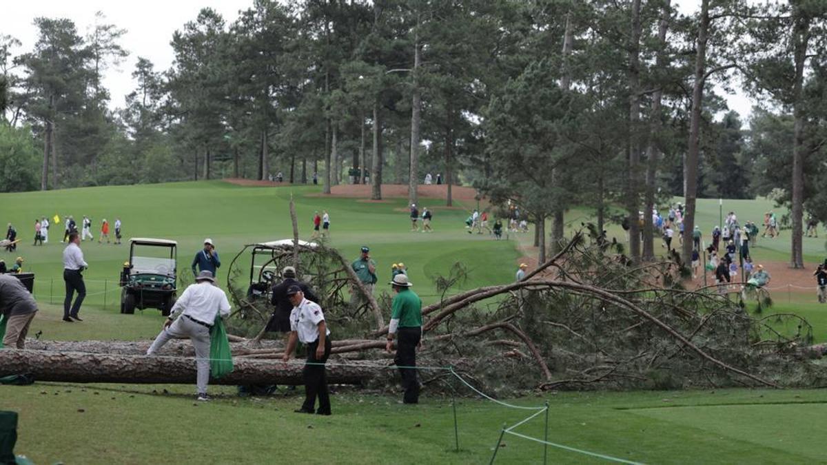 Caída de uno de los árboles en Augusta
