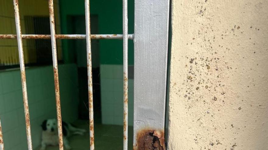 Las imágenes que denuncia Act 4 Animals de sa Coma en Ibiza